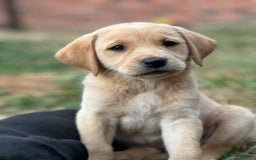 Labrador Retriever dogs for sale: 2 Beautiful female black lab READY TO LEAVE NOW!  in Tidworth - Image 16