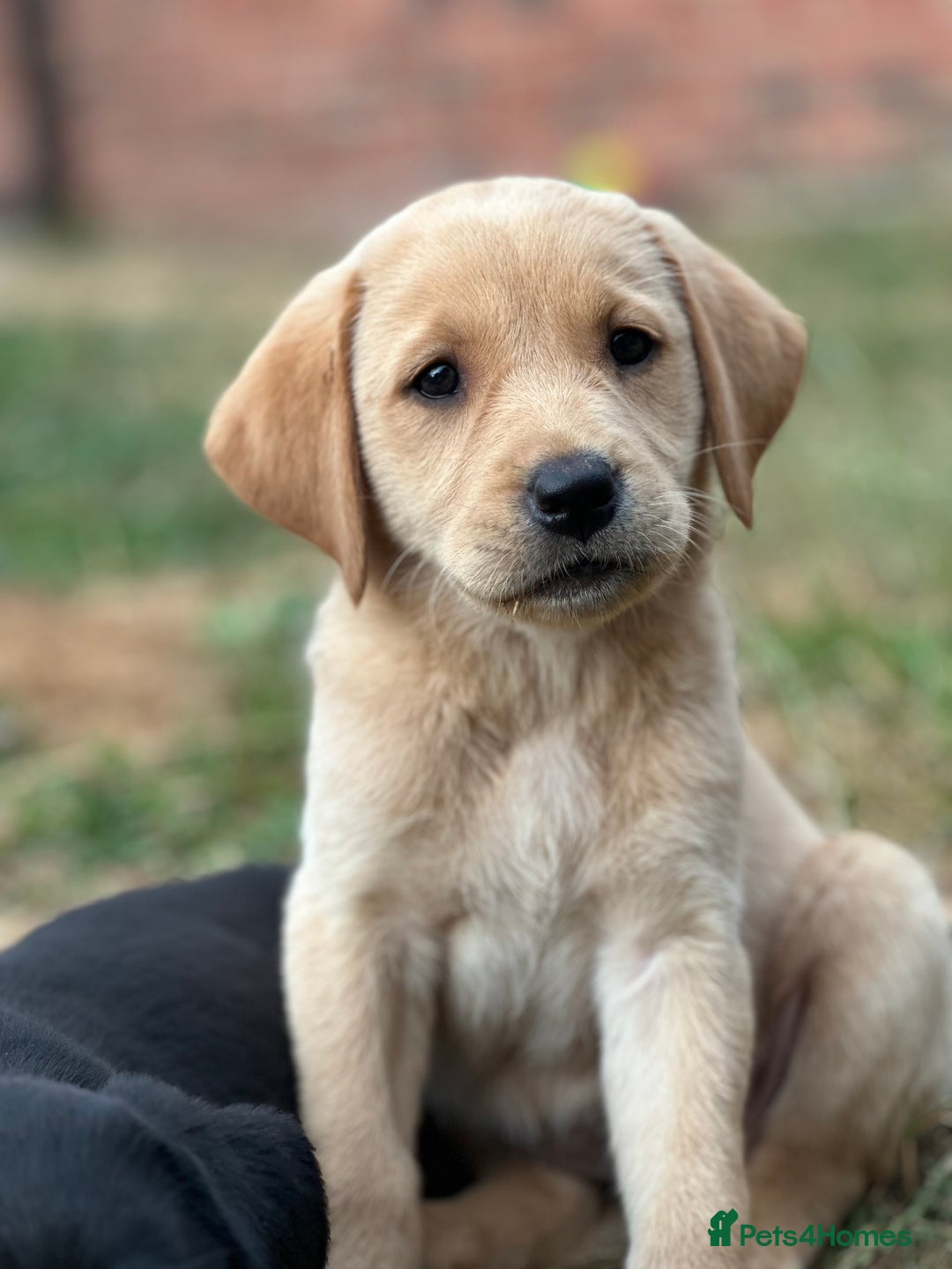 Labrador Retriever dogs for sale: 2 Beautiful female black lab READY TO LEAVE NOW!  in Tidworth - Image 16