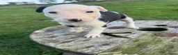 Lurcher dogs for sale: Beautiful Lurchers puppies  - Advert 4