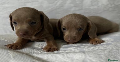 Miniature Dachshund dogs - Advert 13