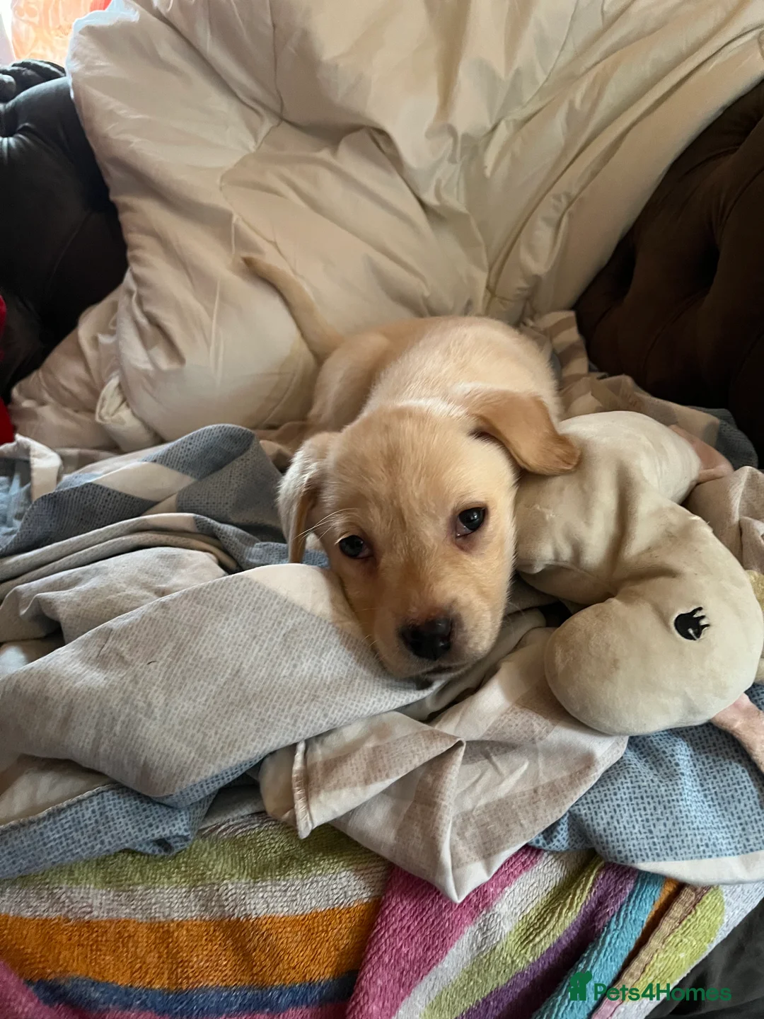 Labrador Retriever dogs for sale: Labrador puppys - Advert 5