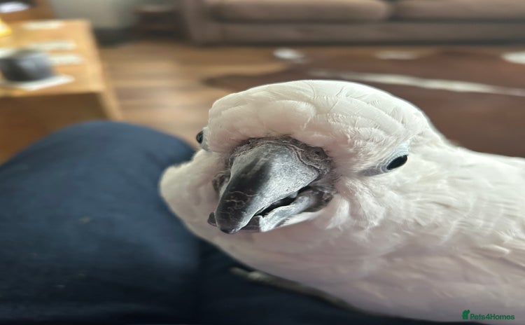 Cockatoo birds - Advert 1