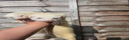 Ferret rodents for sale: 2 albino jills  - Advert 5