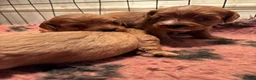 Cavapoo dogs for sale: Gorgeous Cavapoo pups  - Advert 3
