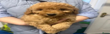 Cavapoo 5