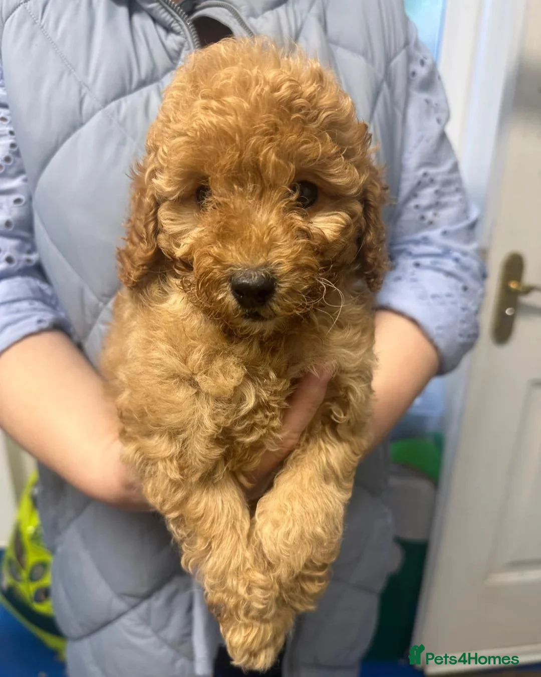 Cavapoo dogs for sale: Adorable Cavapoo Puppies Looking for Loving Homes in Manchester - Advert 7