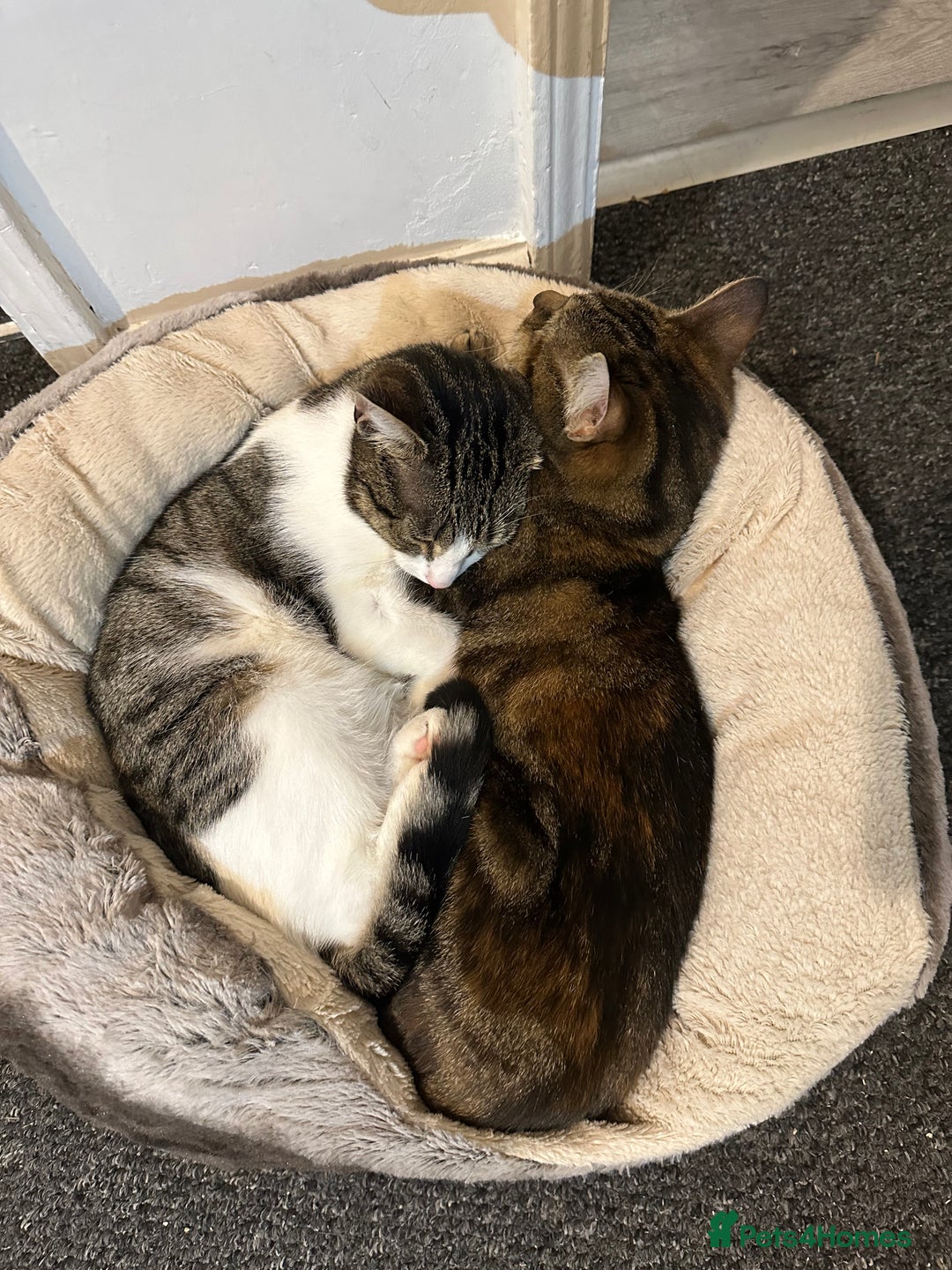 Domestic Shorthair cats for sale: Olive and Aggie  - Image 6