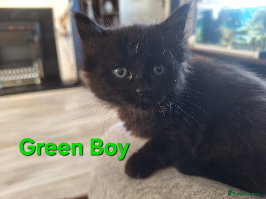 Mixed Breed cats for sale: 5 fluffy black kittens with hints of grey - Image 3