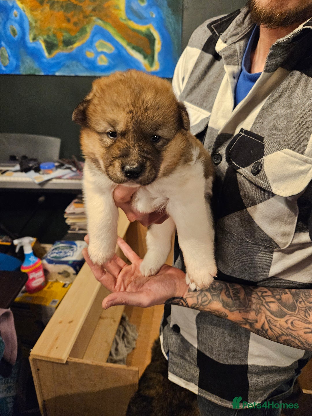 Akita dogs for sale: Beautiful Akita puppies - Advert 25