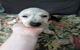 Mixed Breed dogs for sale: 10 week old bassest cocker spaniel cross puppies - Image 6