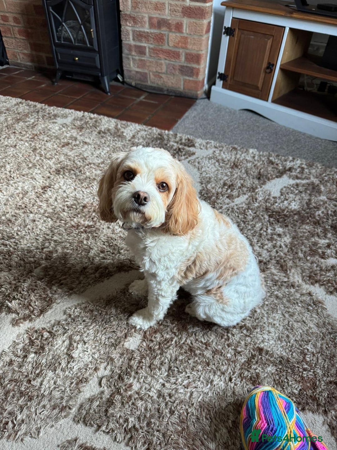 Cavachon dogs for sale: Maisie - Advert 5