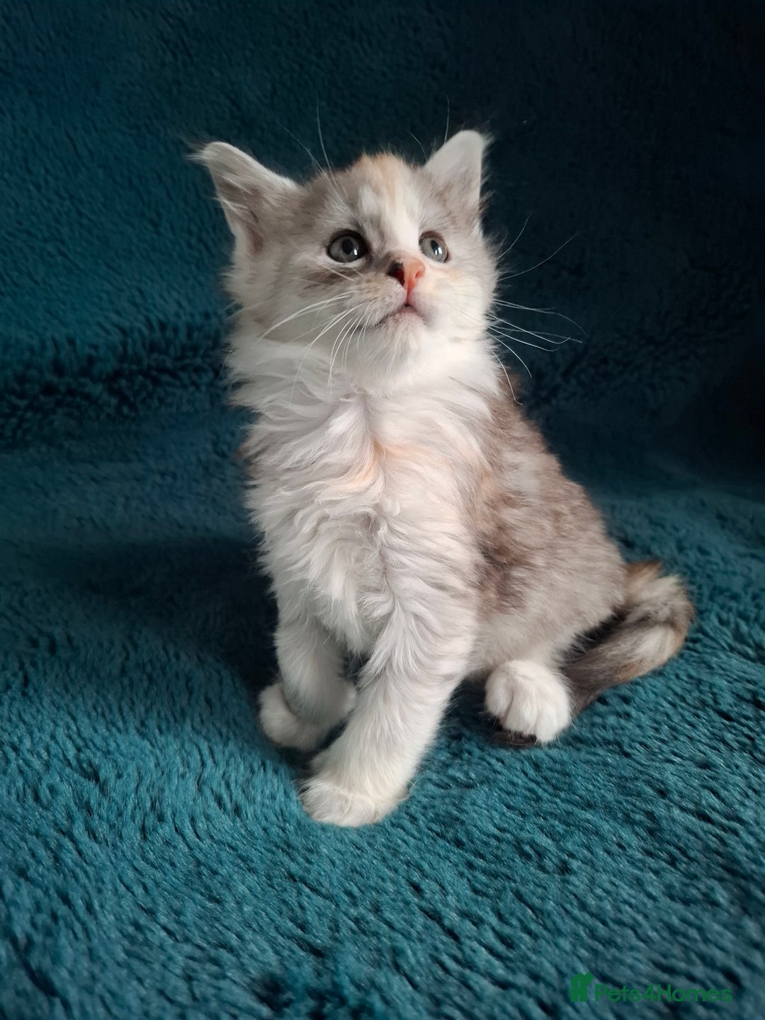 Maine Coon cats for sale: Tica Registered Maine Coon Kittens - Advert 3