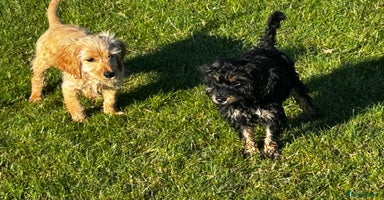 Cockapoo dogs - Advert 12
