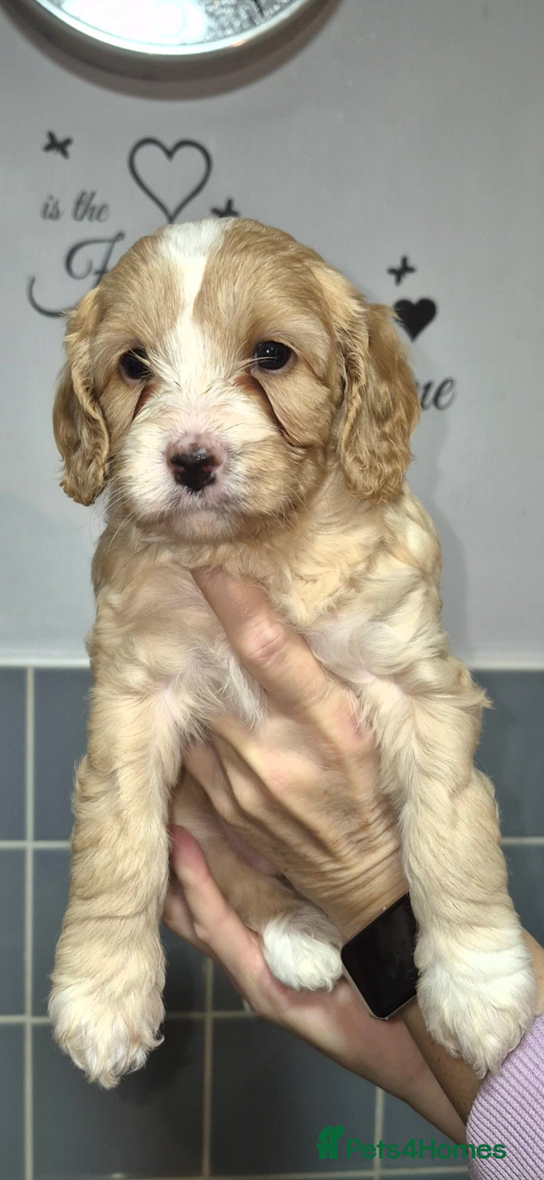 Cavapoo dogs for sale: F2B cavapoo puppies - Advert 4