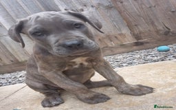 Cane Corso dogs for sale: Cane Corso puppy - Image 2