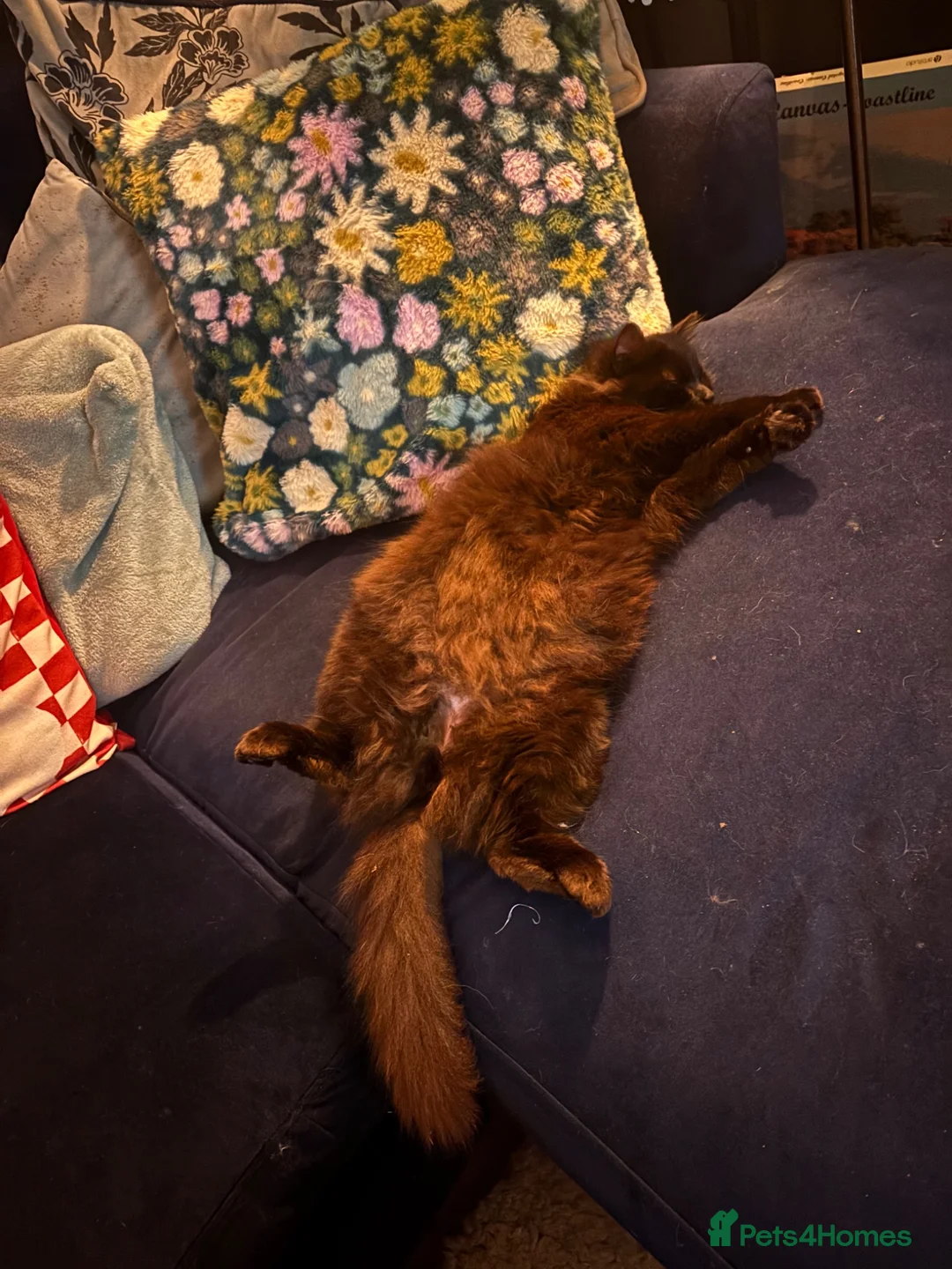 British Longhair cats for sale: 2 black and white fluffy kittens  - Advert 2