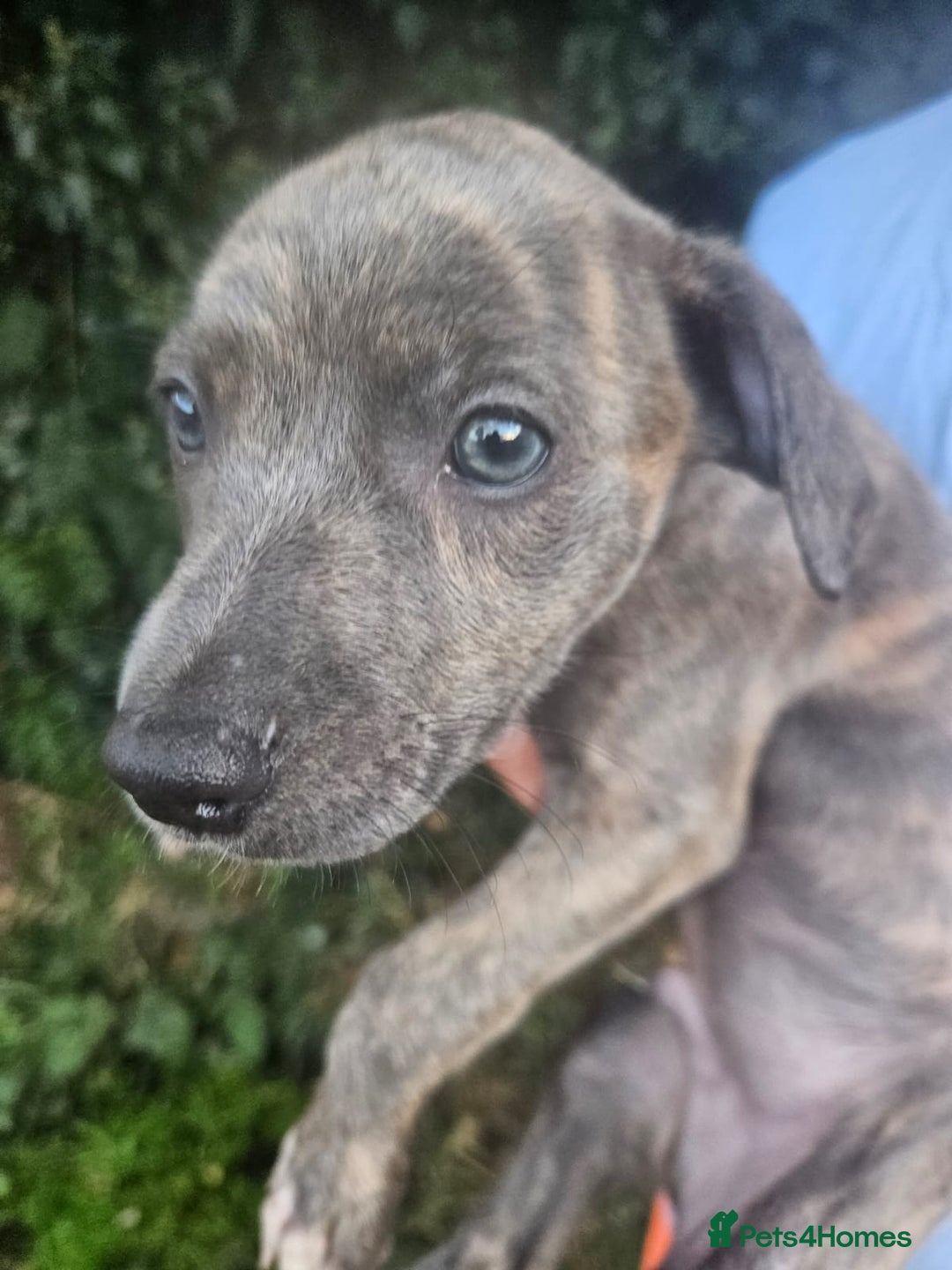 Lurcher dogs for sale: Lurcher pups for sale - Image 4