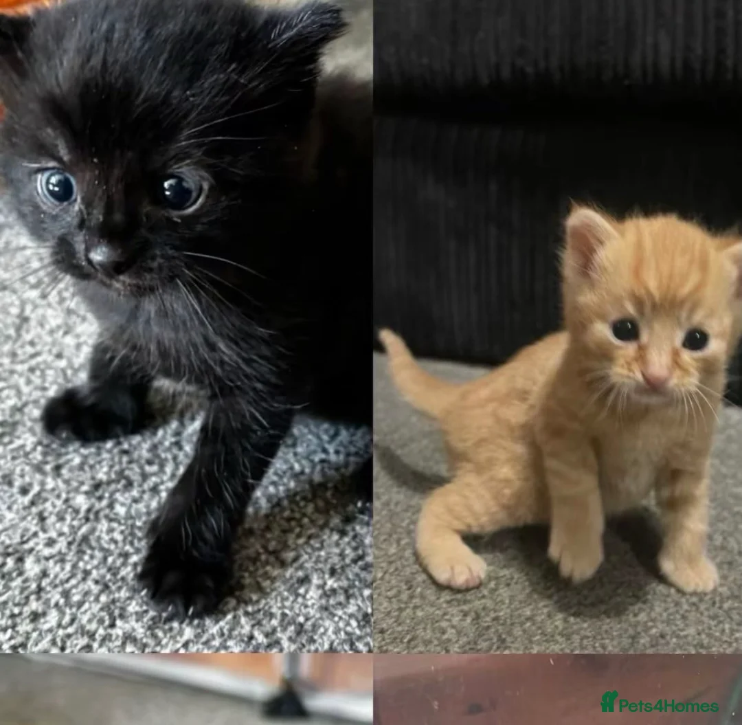 Mixed Breed cats for sale: 🐾🧡 x2 Adorable Ginger Toms 🧡🐾 - Advert 11
