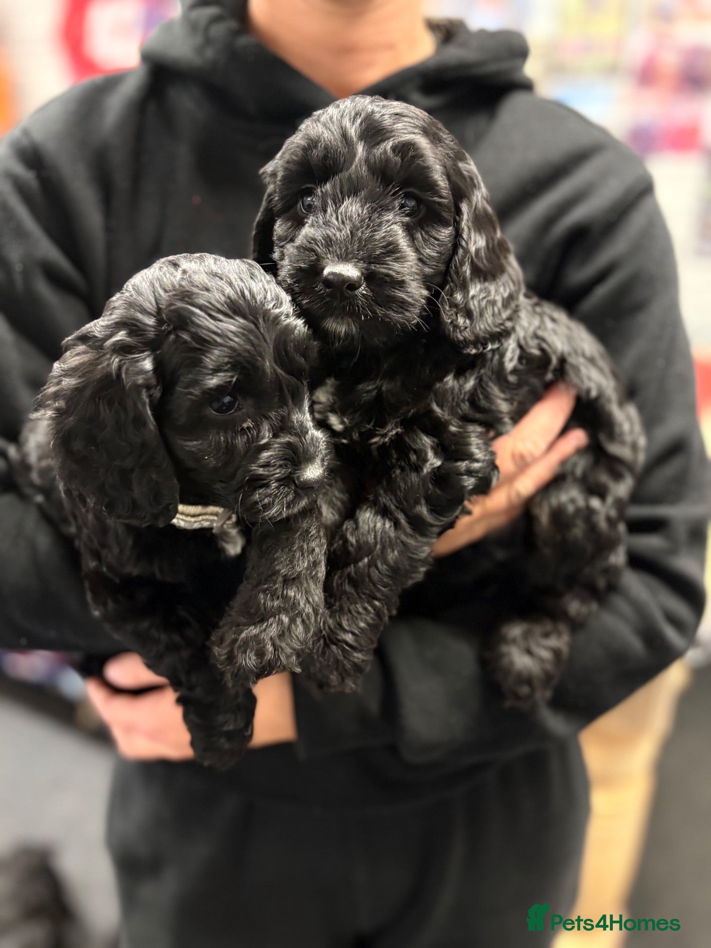 Cockapoo dogs 7 stunning Cockapoo puppies - Advert 2