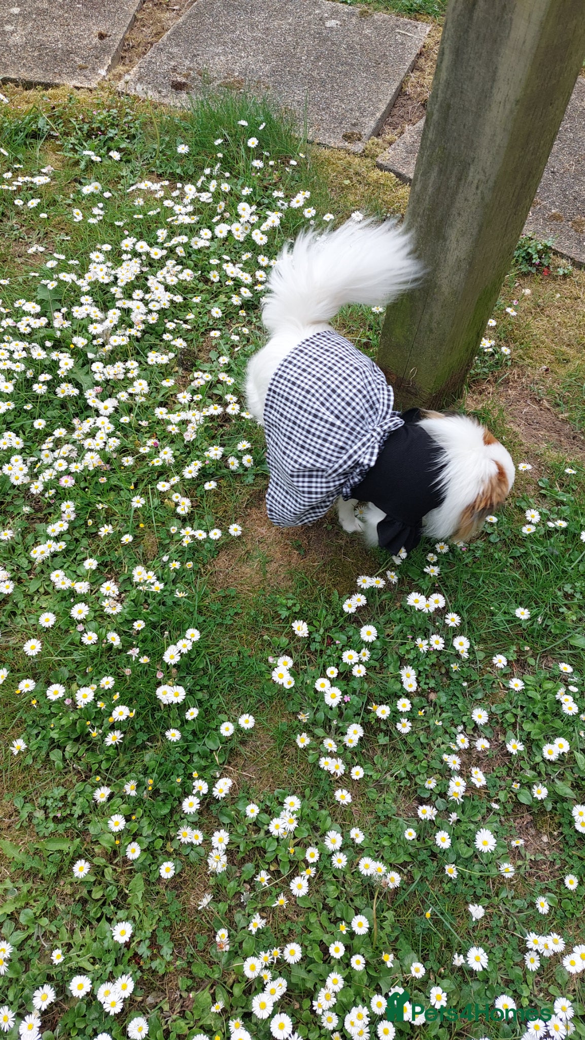 Mixed Breed dogs for sale: Dog for sale  in Gillingham - Advert 15