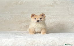 Siberian Husky dogs for sale: Stunning exotic colour chowsky puppies for sale - Image 21