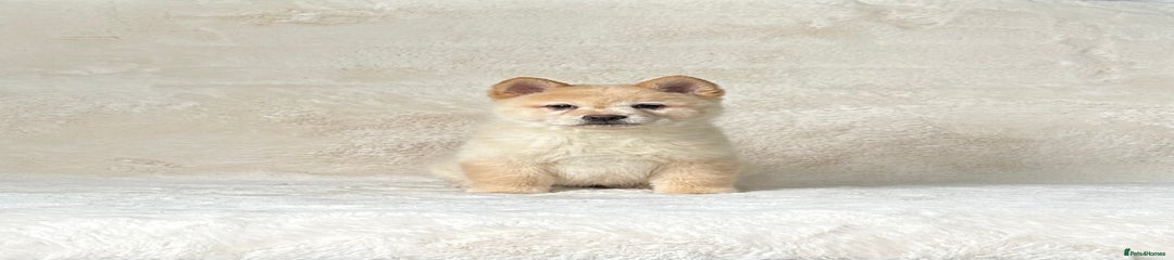 Male Puppy 2