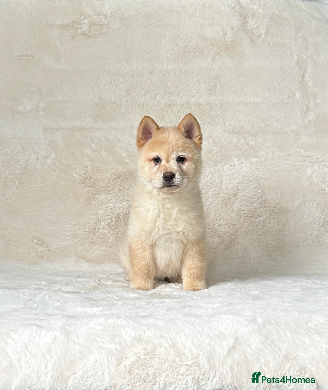 Siberian Husky dogs for sale: Stunning exotic colour chowsky puppies for sale - Image 21