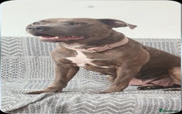 Mixed Breed dogs for sale: Ready 2 leave Quality StaffyXPocket American Bully in Stamford - Image 6