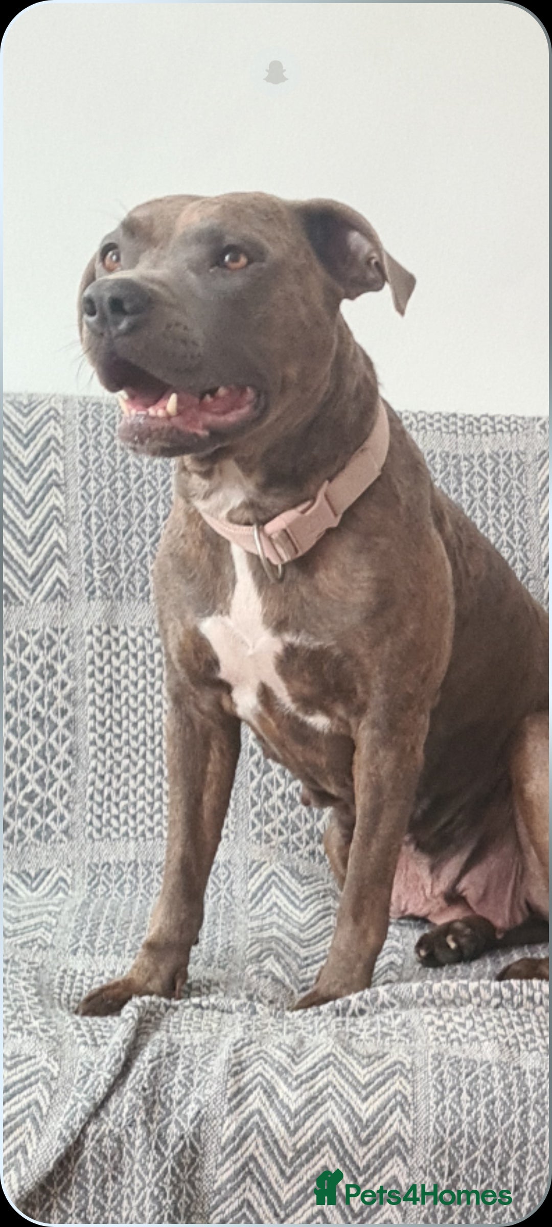 Mixed Breed dogs for sale: Ready 2 leave Quality StaffyXPocket American Bully in Stamford - Image 6