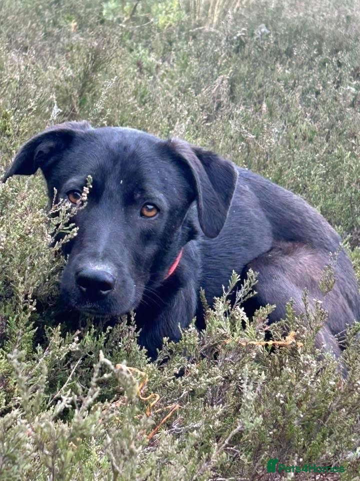 Mixed Breed dogs Manuel - Norwich Norfolk  - Advert 1