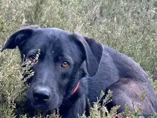 Mixed Breed dogs Manuel - Norwich Norfolk - Advert 1