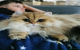 British Longhair cats for sale: Beautiful British Longhair - Image 13
