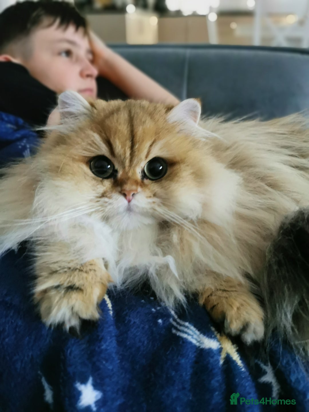 British Longhair cats for sale: Beautiful British Longhair - Image 13