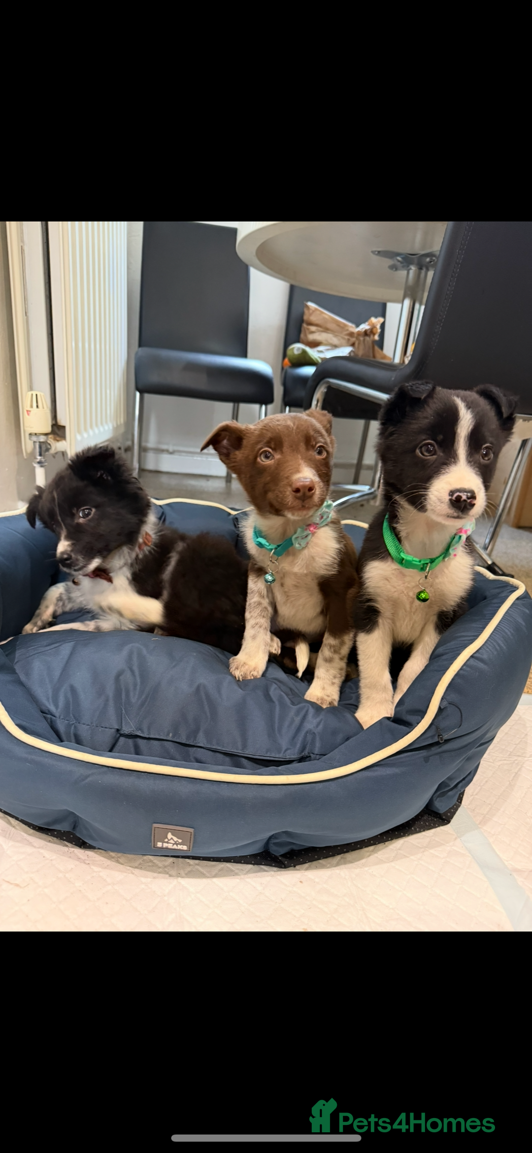 Border Collie dogs for sale: 3 Beautiful Collie Pups 🐶  - Advert 5