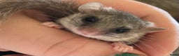 Mixed Breed rodents for sale: 3 African Pygmy Dormice || Micro Squirrels - Advert 4