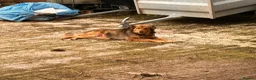 Border Collie dogs for sale: Beautiful tri coloured and red sable puppies  - Advert 8