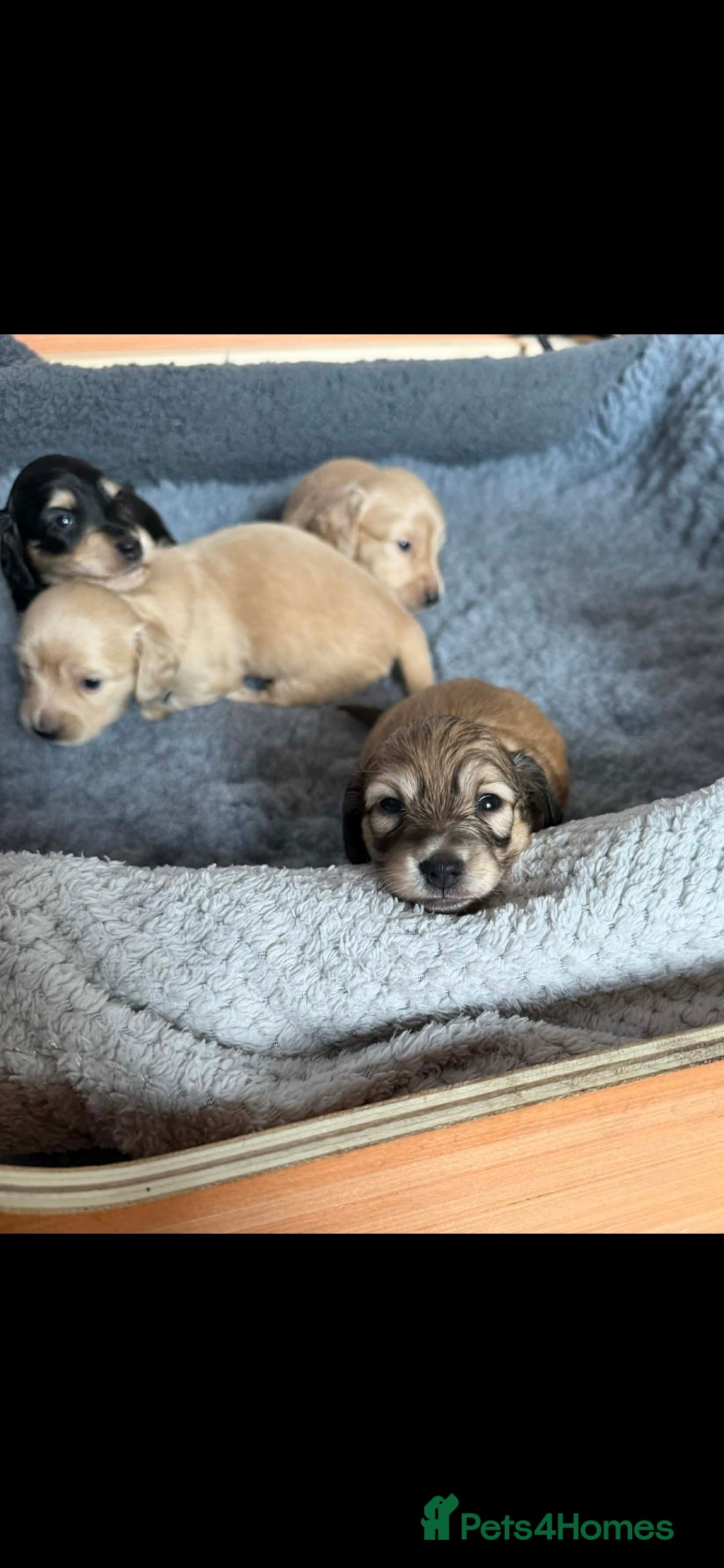 Miniature Dachshund dogs for sale: Long Haired Miniature dachshunds - Advert 2