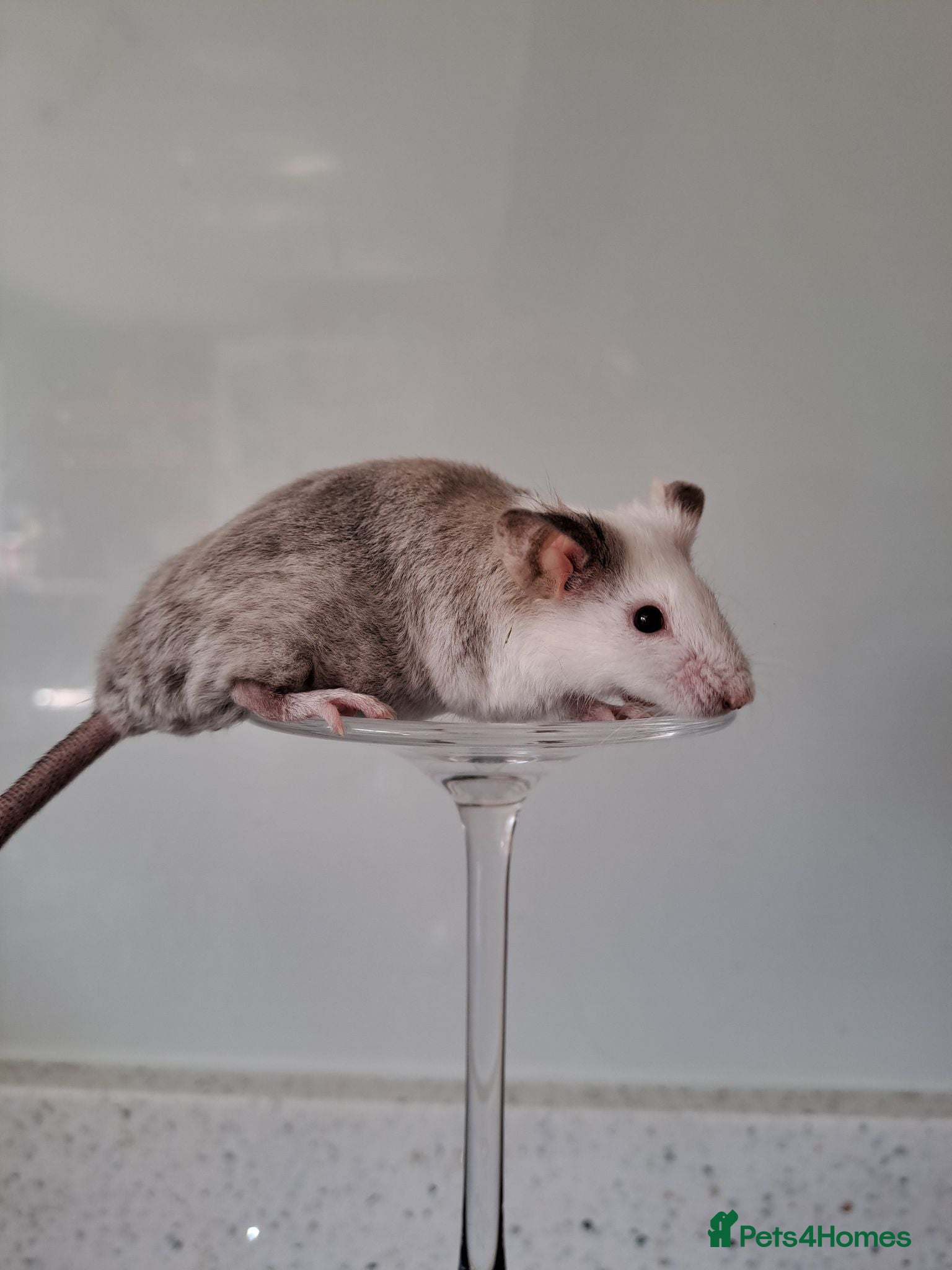 Mouse rodents Bonded female fancy mice - Advert 9