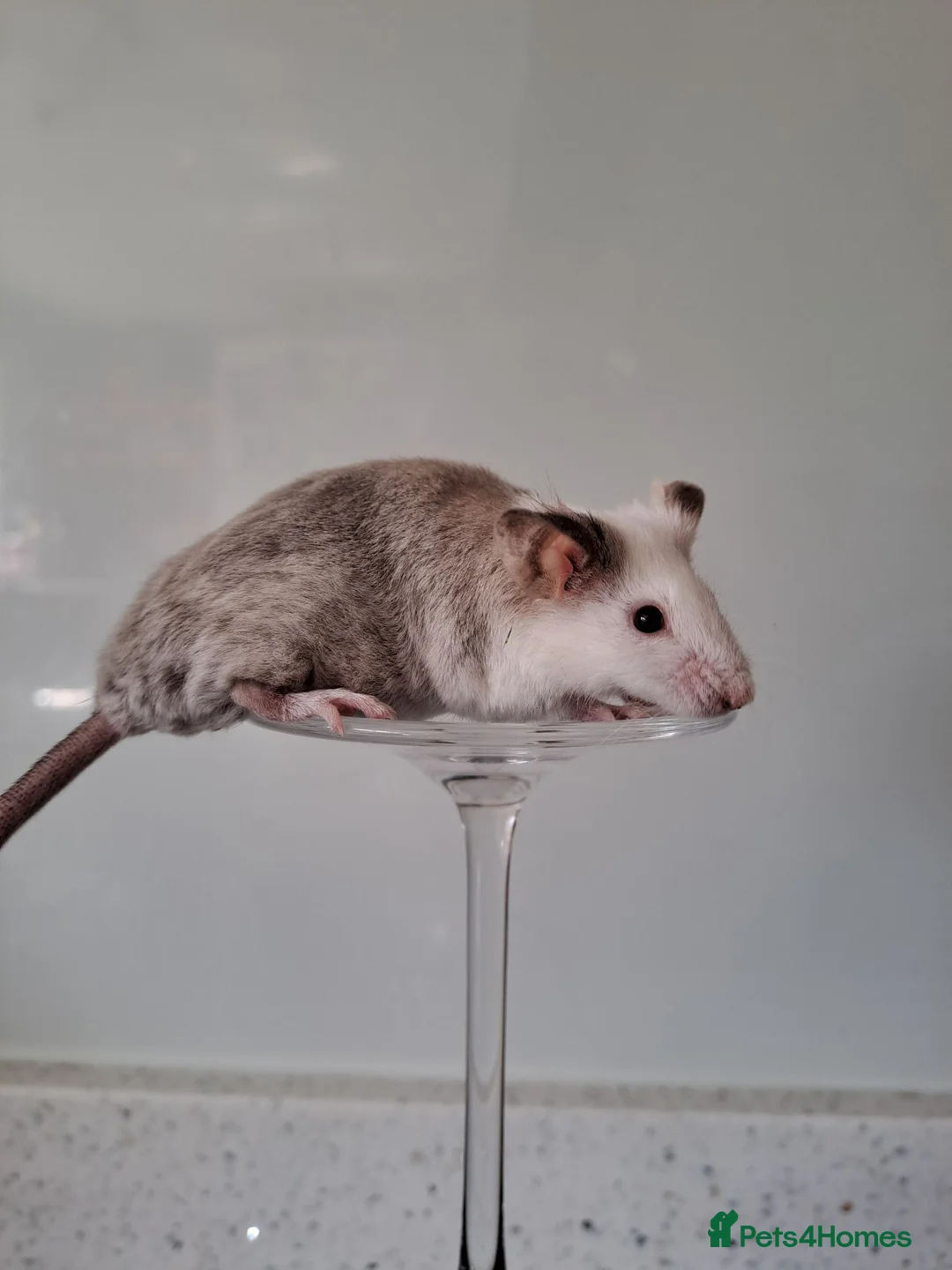 Mouse rodents for sale: Bonded female fancy mice - Advert 1