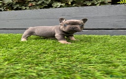 French Bulldog dogs for sale: ⭐ 4 available French bulldogs carrying L4 ⭐️ - Image 5