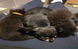 Mixed Breed cats for sale:  ✨ 3 Female Kittens Looking for Forever Homes ✨ - Advert 8