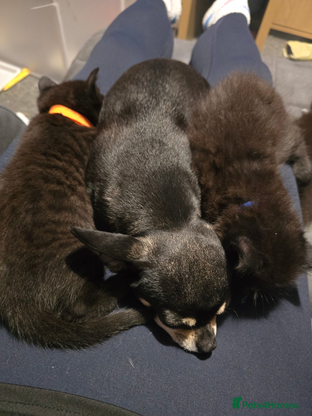 Mixed Breed cats for sale:  ✨ 3 Female Kittens Looking for Forever Homes ✨ - Advert 8