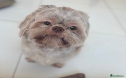 Shih Tzu dogs for sale: Bambi (nearly 2 year old liver shih tzu) - Image 4