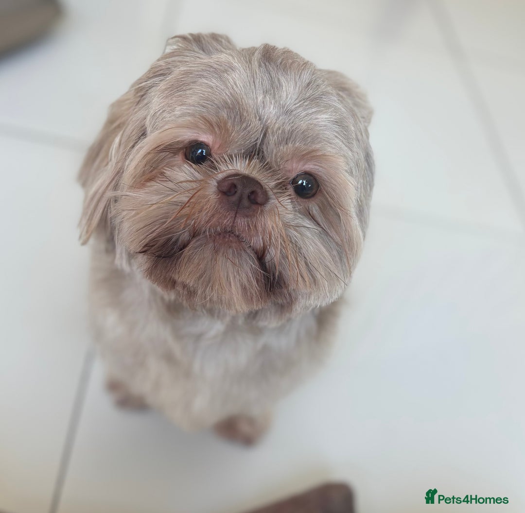 Shih Tzu dogs for sale: Bambi (nearly 2 year old liver shih tzu) - Image 4