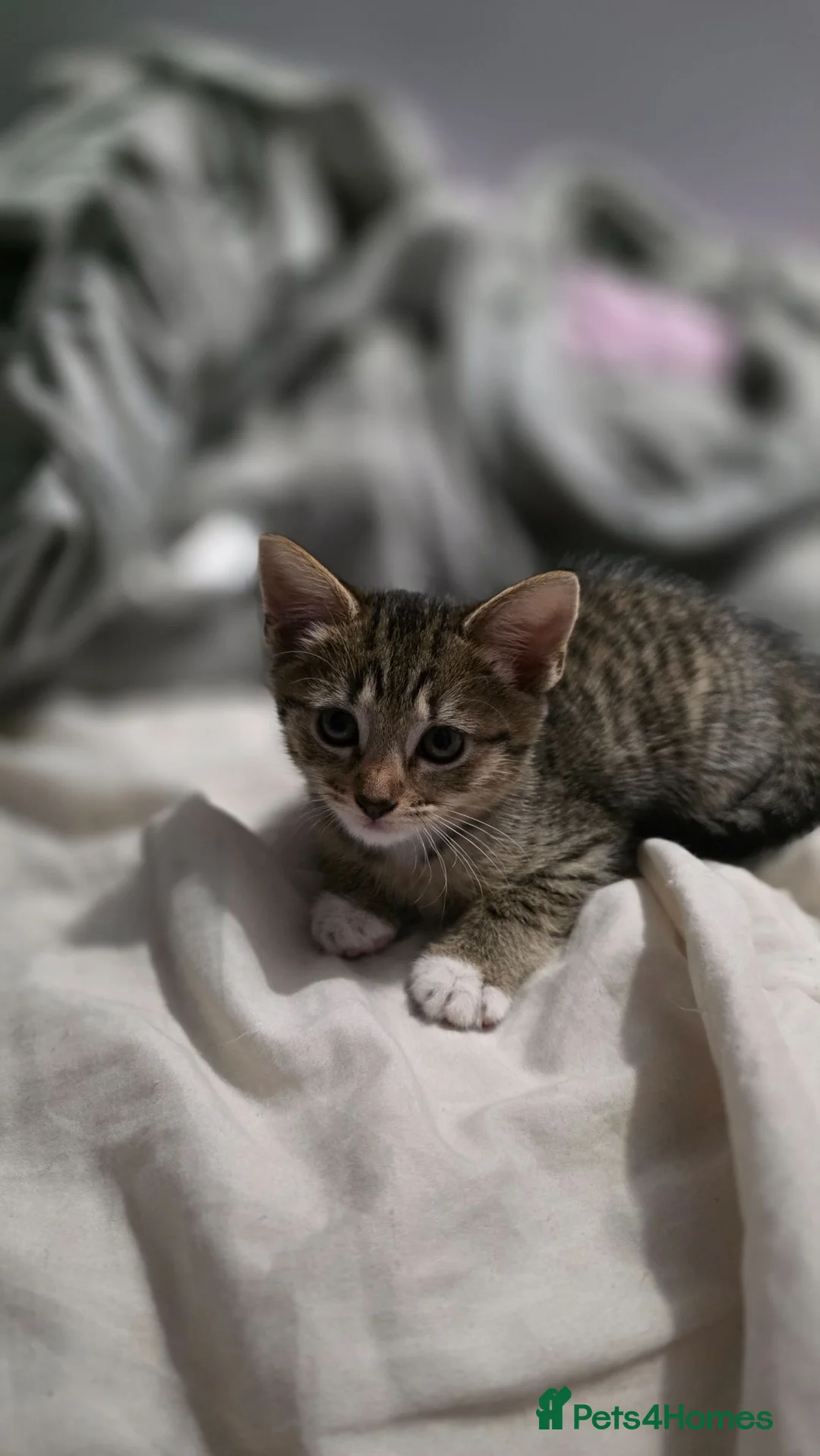 Mixed Breed cats for sale: Beautiful kittens looking for forever home 🐱🐱🐈 - Advert 2