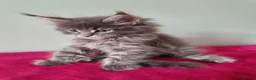 Maine Coon cats for sale: Tica registered Maine coon kittens - Advert 21