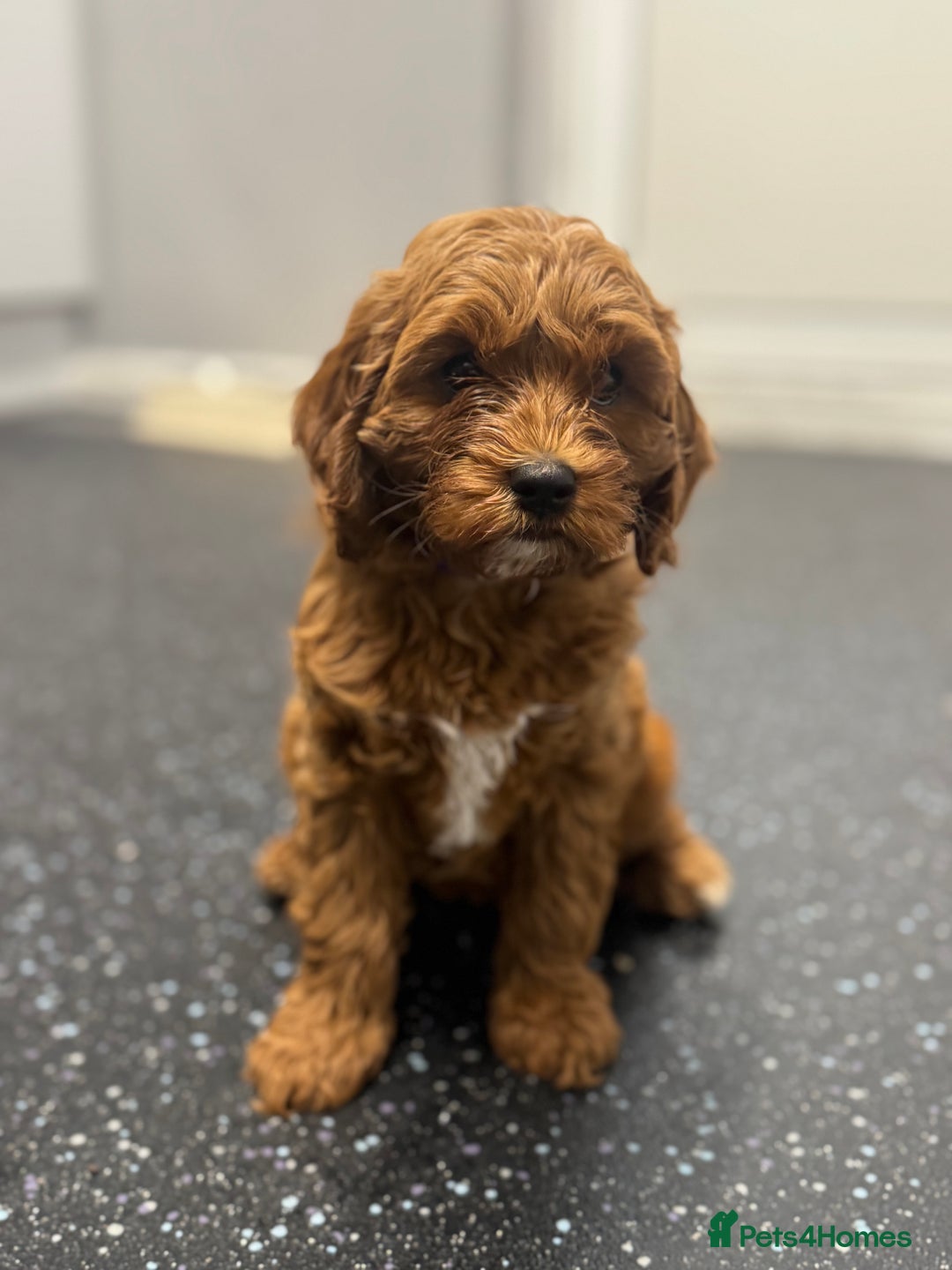 Cavapoo dogs for sale: Red F1B Cavapoos available one boy one gorl - Image 4