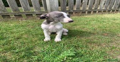 Whippet dogs - Advert 8
