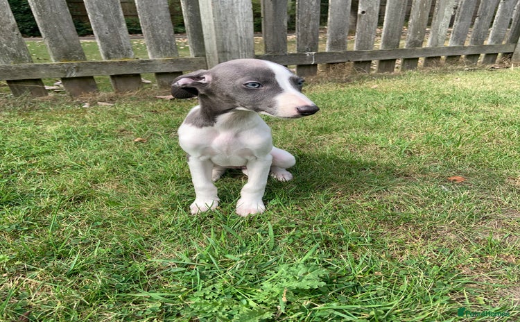 Whippet dogs - Advert 2