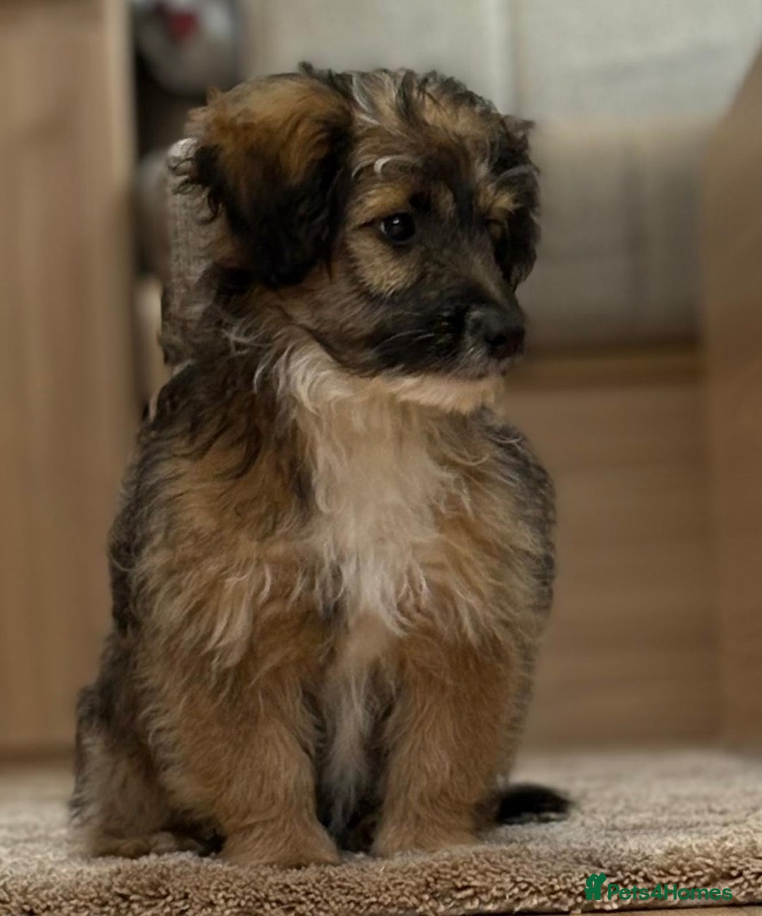 Jack Russell dogs for sale: Jack Russell Puppies… - Advert 2